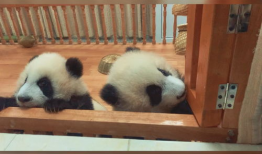 熊猫的视频,熊猫视频里的温馨日常